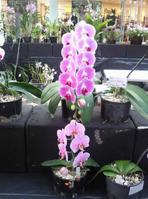 And congratulations to Gordon Clarke for winning Grand Champion with his lovely Phalaenopsis (top).