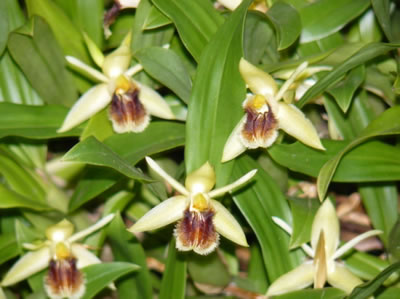 Norm and Kay Mitchell’s Coelogyne fimbriatum which won Grand Champion and several other awards at our Show