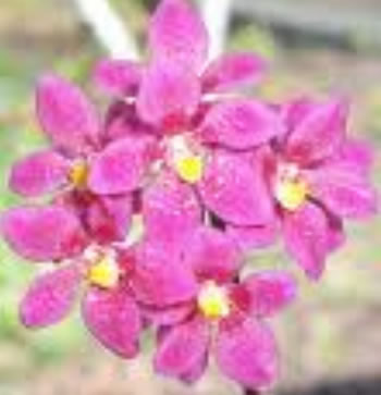 Sarcochilus hybrid