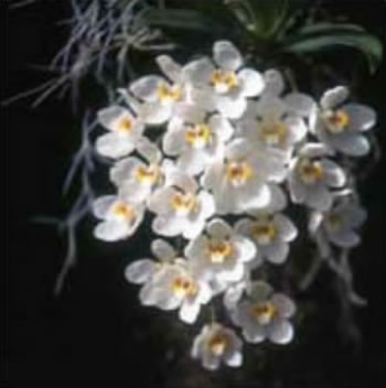  Sarcochilus falactus ‘Jacki’ AM/OSCOV