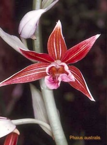  Phaius Australis in flower.