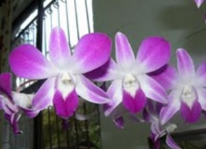  And Eric’s Hard-cane Dendrobium