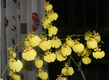  Sue William’s lovely Oncidium which won the popular vote for the night.