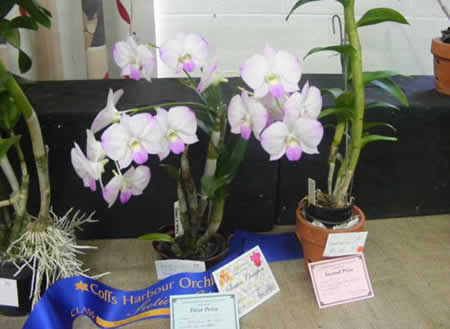  Bob Southwell’s section winning Dendrobium