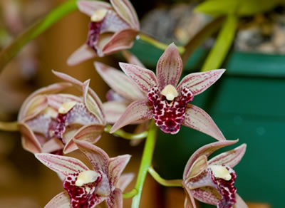  Pat and Peter King’s popular vote winning Cymbidium