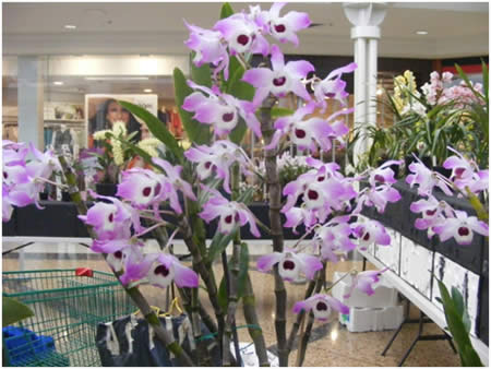 Soft cane Dendrobium