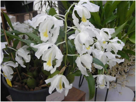 Coelogyne Unchained Melody