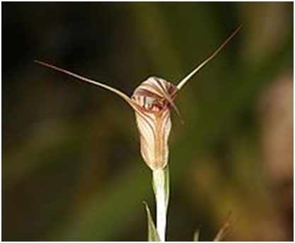 Pterostylis similar to those shown in Doug’s talk