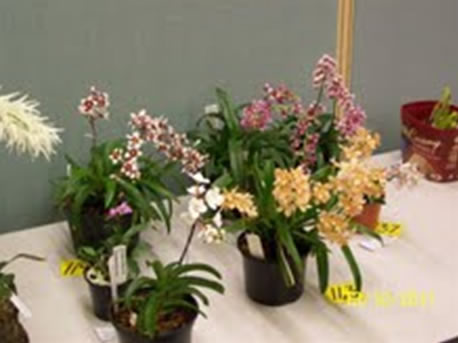  Some Sarchochilus – interesting to see the range of colours.