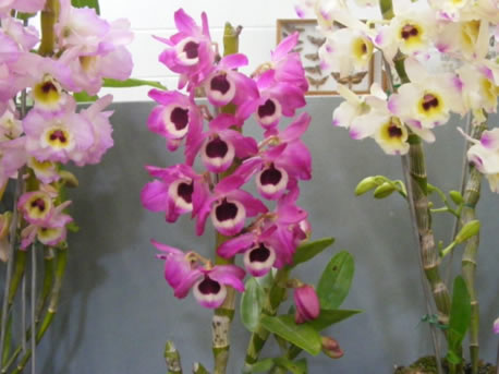  Some soft cane Dendrobiums in flower