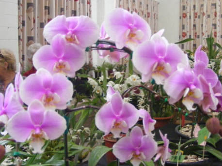  A lovely Phalaenopsis.