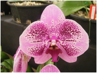 Interesting colour in a Phalaenopsis.