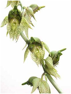 Catasetum sanguineum