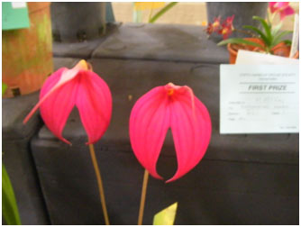 Masdevallias can be difficult to grow in Coffs, but have intense colours.