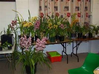 Some of the lovely Cymbidiums on display at our July meeting (thanks to Clem for the photo)