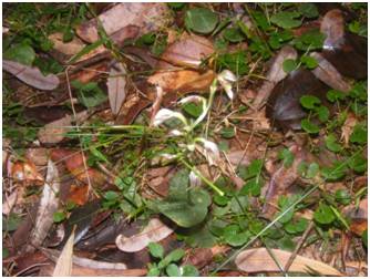 One of the small orchids we saw – can you see it?