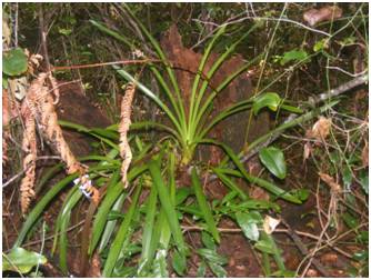 Cymbidium madidum growing in the stump of a tree