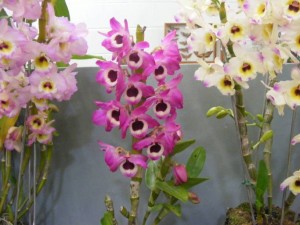 Softcane dendrobiums at a recent show