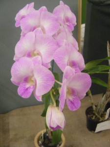 A nice hardcane dendrobium at our show