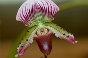 Slipper orchid displayed at our anniversary dinner last year.