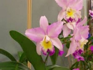 A nice Laelia alliance orchid at our last meeting.