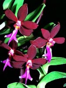 Ivy’s well grown Trichoglottis which won popular vote.